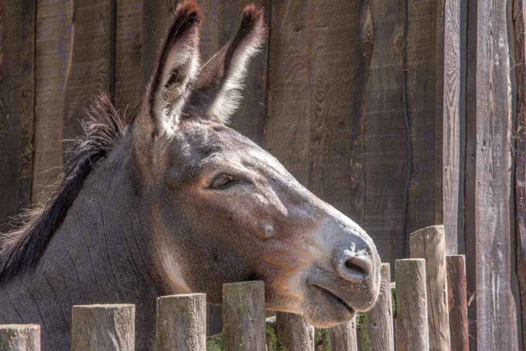 Ein Esel der mit nachvorne gestreckten Ohren über den Zaun schaut im Wildpark Ernstbrunn dem Ausflugsziel in Niederösterreich.