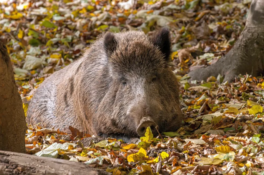 Wildschwein liegt auf Laub bedeckten Boden im Wildpark Ernstbrunn und schläft