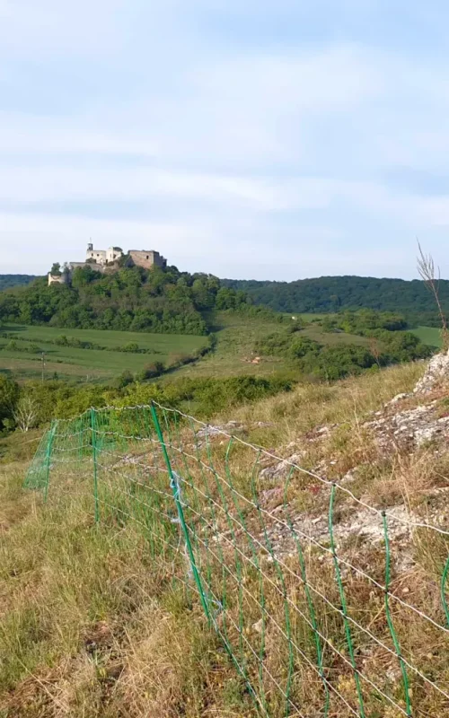 Im Vordergrund ein Berghang mit einem grünen Elektrozaun und im Hintergrund die Burgruine von Falkenstein
