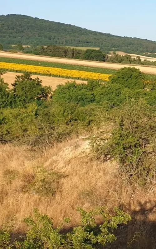 Sonniger Hang mit Fels, Gestrüpp und Blick auf Felder und einen bewaldeten Hügel.