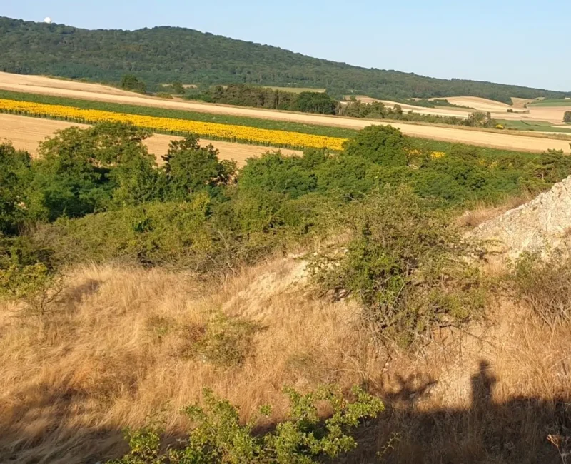 Sonniger Hang mit Fels, Gestrüpp und Blick auf Felder und einen bewaldeten Hügel.