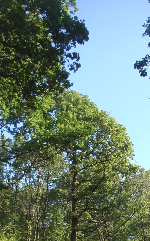 Blauer Himmel mit einigen prächtigen Baumkronen