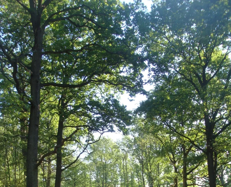 Lichter Wald mit Fokus auf mächtige Eichenbäume
