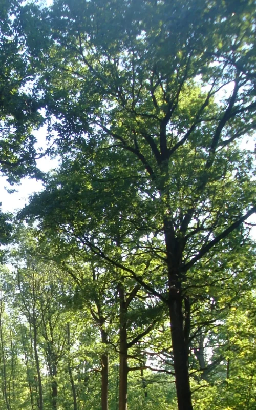 Dicht bewachsenes Waldstück mit großen ausgewachsenen Eichenbäumen.