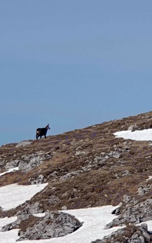 Eine Gams auf einem beschneiten Berghang mit blauem Himmel.