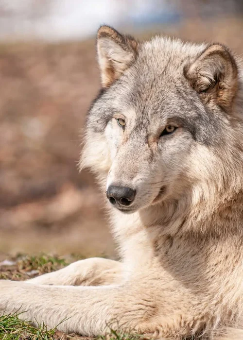 Ein hellgrauer Wolf liegt entspannt auf dem Waldboden und blickt ruhig in die Kamera.