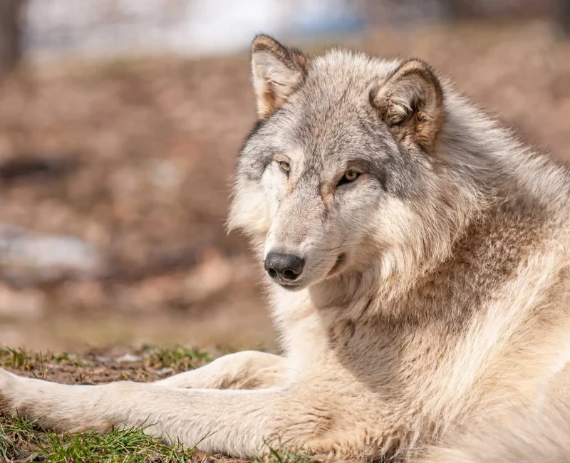 Ein hellgrauer Wolf liegt entspannt auf dem Waldboden und blickt ruhig in die Kamera.