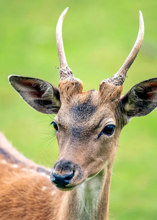 Junger Damhirsch mit noch nicht ausgewachsenen Geweih
