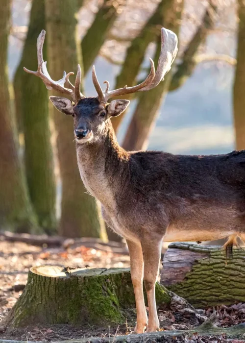 Erwachsener Damhirsch mit prächtigen schaufelförmigen Geweih steht aufmerksam in einem Waldstück im Wildpark Ernstbrunn