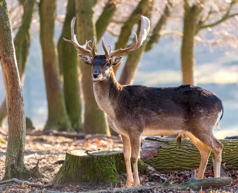 Erwachsener Damhirsch mit prächtigen schaufelförmigen Geweih steht aufmerksam in einem Waldstück im Wildpark Ernstbrunn