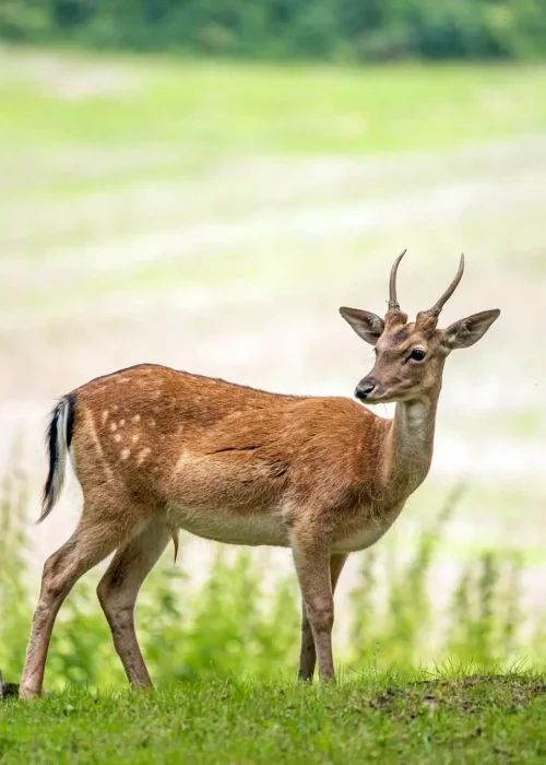 Junger Damhirsch steht auf einer Wiese neben einem Baum und beobachtet aufmerksam die Umgebgung