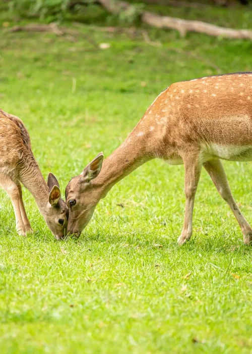 Eine Damwild Familie beim grasen im Wildpark Ernstbrunn auf einer saftig grünen Wiese