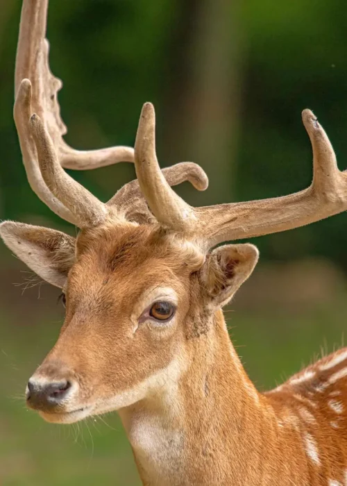 Junger Damhirsch mit prächtigen schaufelartigen Geweih und hellem und weiß getupften Fell findet man nur bei einem naturnahem Familienausflug im Weinviertel