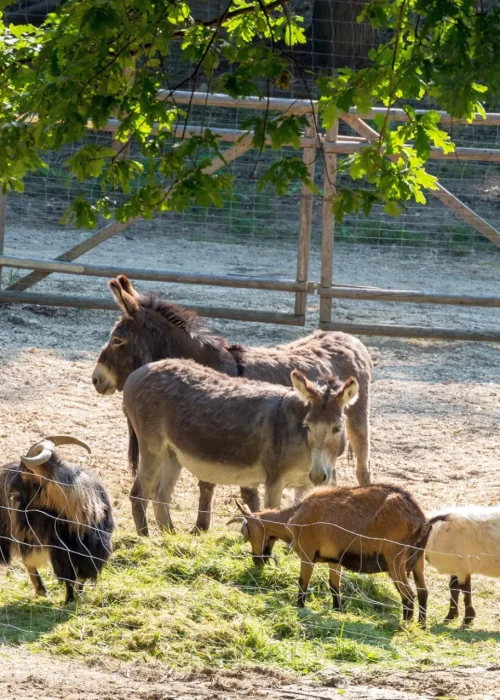 Esel Wildpark Ernstbrunn 001