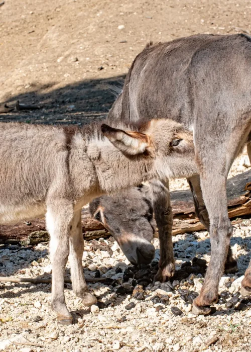 Esel Wildpark Ernstbrunn 007