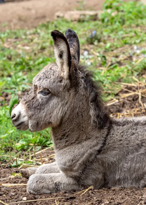 Esel Wildpark Ernstbrunn 008