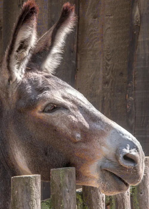 Ein Esel der mit nachvorne gestreckten Ohren über den Zaun schaut im Wildpark Ernstbrunn dem Ausflugsziel in Niederösterreich.