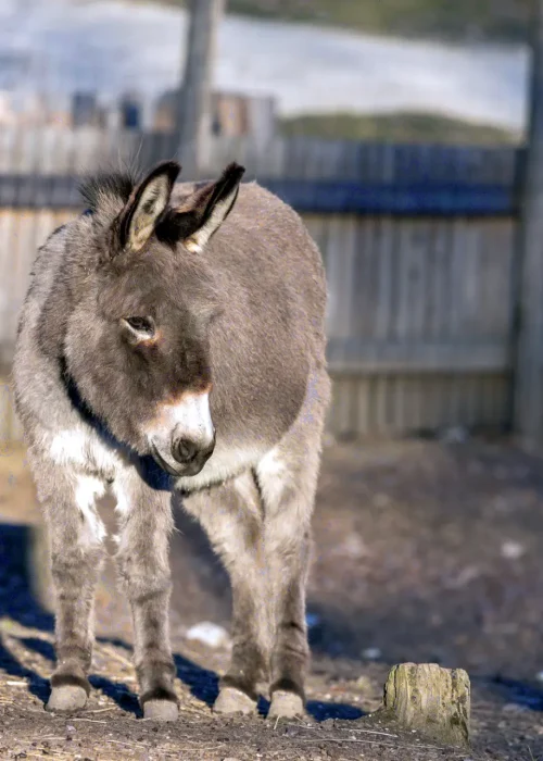 Esel Wildpark Ernstbrunn 010