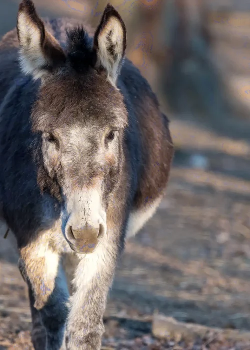 Esel Wildpark Ernstbrunn 011