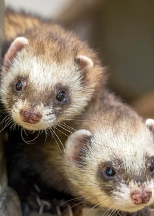 Zwei Frettchen die neugierig ihre Köpfe um die Ecke strecken.