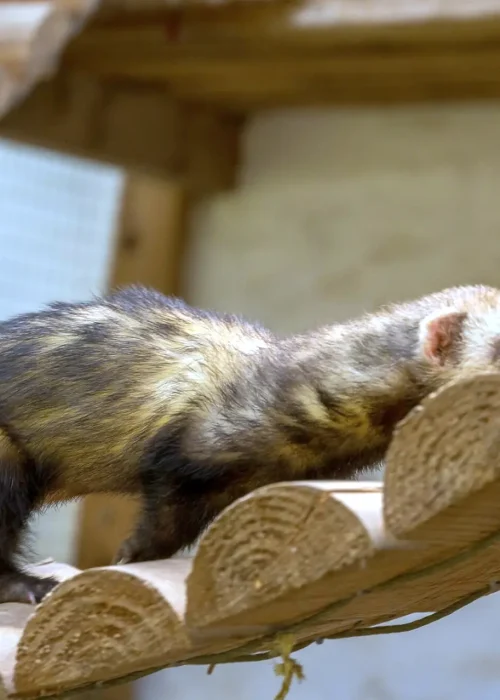 Ein Frettchen das über ein im Gehege angebrachte Hängebrücke läuft.
