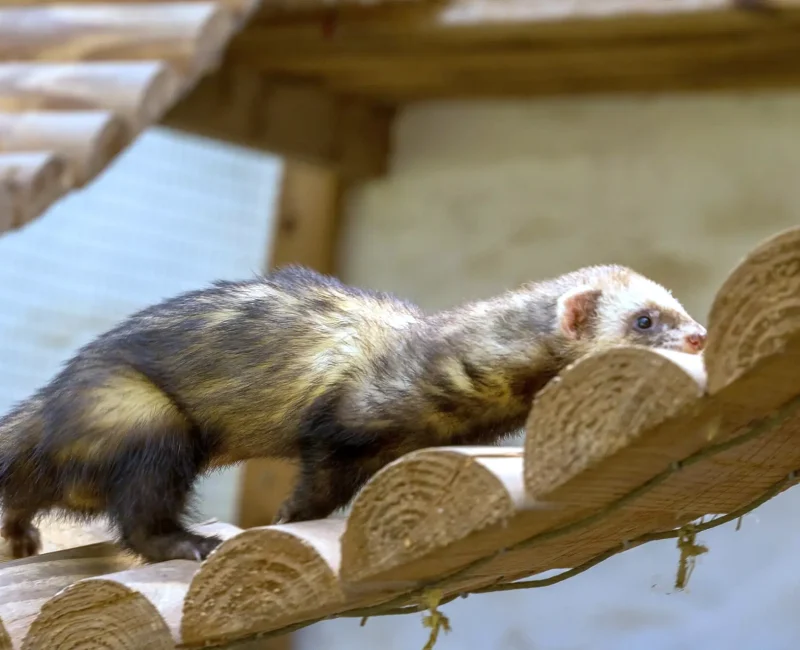 Ein Frettchen das über ein im Gehege angebrachte Hängebrücke läuft.