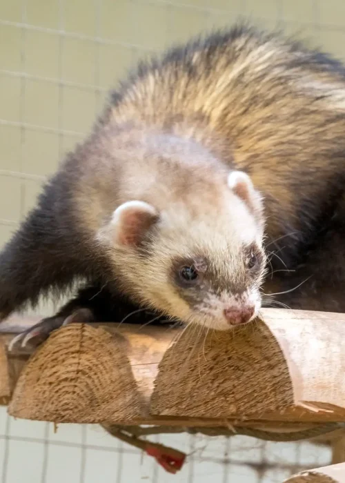 Ein Frettchen schaut neugierig von einer höhergelegenen Aussichtsplattform herab.