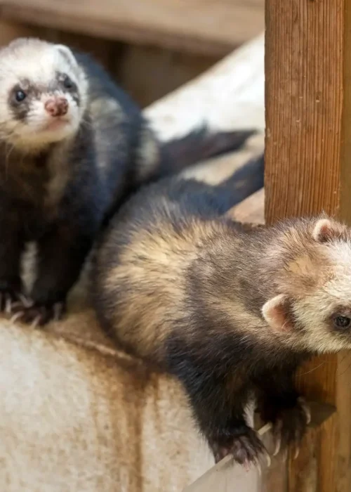 Zwei Frettchen stehen auf einen Betonsockel und schauen neugierig um die Ecke
