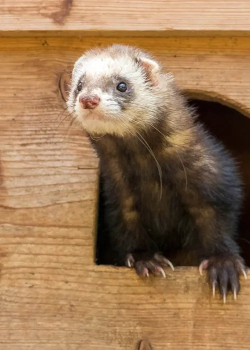 Ein Frettchen beim herausklettern aus seinem Haus.