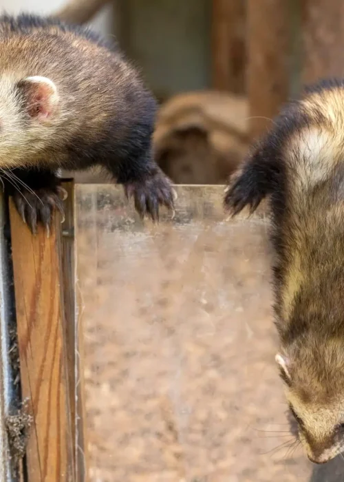 Zwei Frettchen beim Erkunden von ihrem Gehege