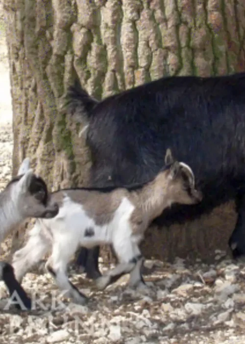 Eine Mutter Ziege mit ihren drei Kindern vor einem Baum