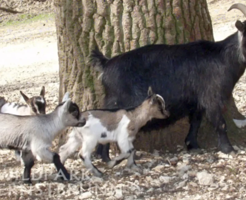 Eine Mutter Ziege mit ihren drei Kindern vor einem Baum