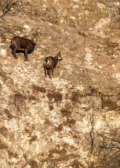 Zwei Gämse stehen auf einem sehr schmalen Vorsprung auf einer Felswand beobachten die Umgebung