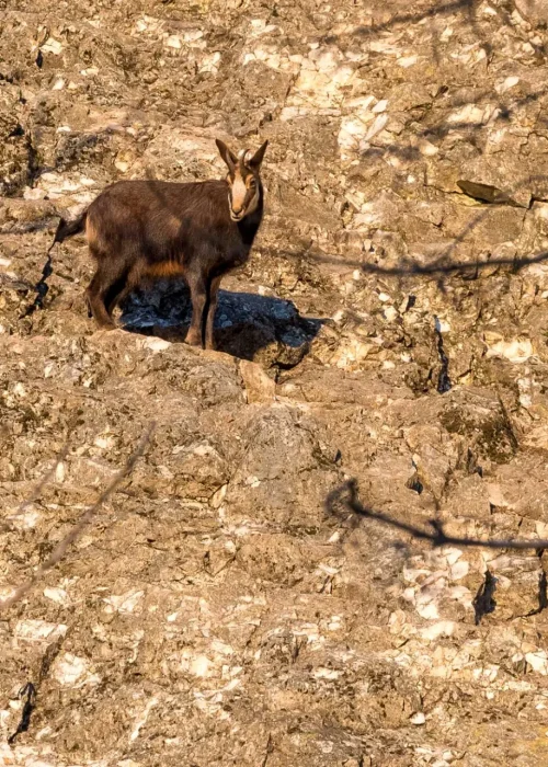 Eine Gams steht auf einem Vorsprung einer Felswand und schaut herab