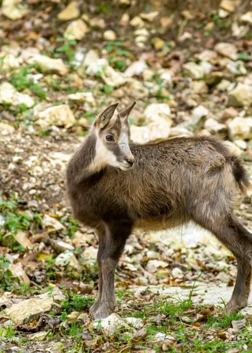 junge Gams steht und schaut mit seinem Kopf nach hinten