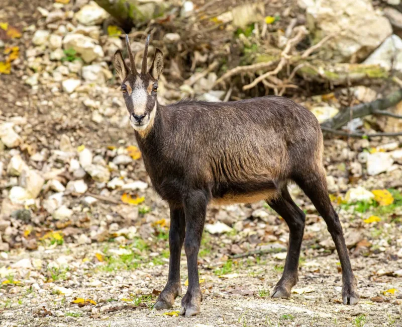 Gams steht auf Berghang und schaut direkt in die Kamera