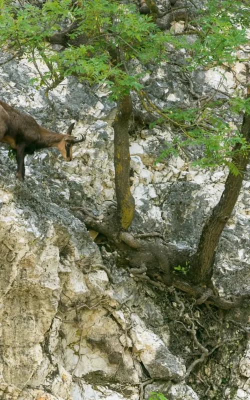 Gaemse Tierpark Ernstbrunn 005