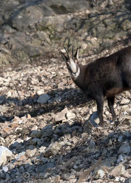 Gams steht auf Berghang aus Geröll und schaut die Kamera an