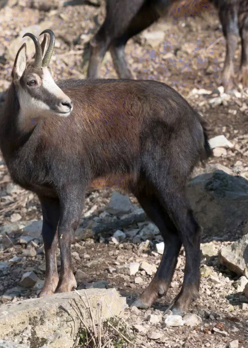Gams steht zwischen Felsgeröll und schaut mit seinem Kopf nach hinten