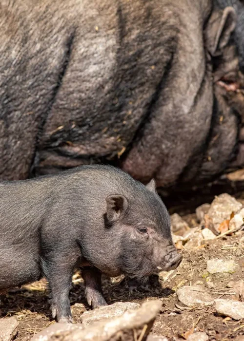 Ein Ferkel sucht mit seiner Mutter nach Essen.