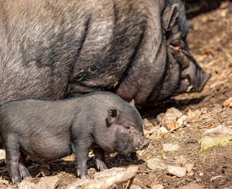 Ein Ferkel sucht mit seiner Mutter nach Essen.