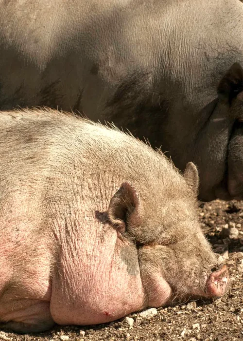 Ein Hängebauchwein mit einer rosaroten Hautfarbe liegt im Vordergrund dahinter steht eins mit einer eher gräulichen bis schwarzen Hautfarbe und sucht nach Essen.