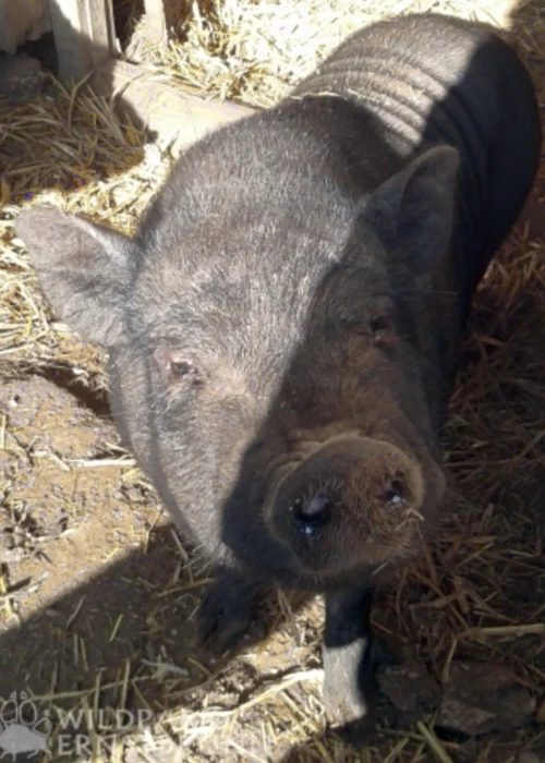 Ein Ferkel steht auf Stroh und schaut direkte in die Kamera
