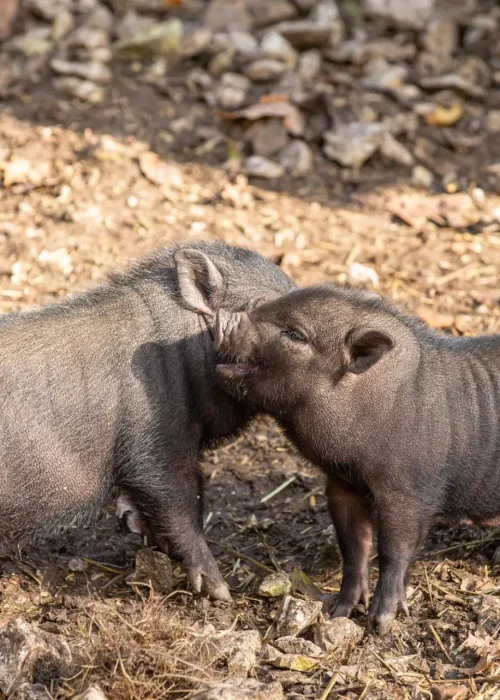 Zwei Ferkel stehen sich gegenüber und schreien sich gegenseitig an