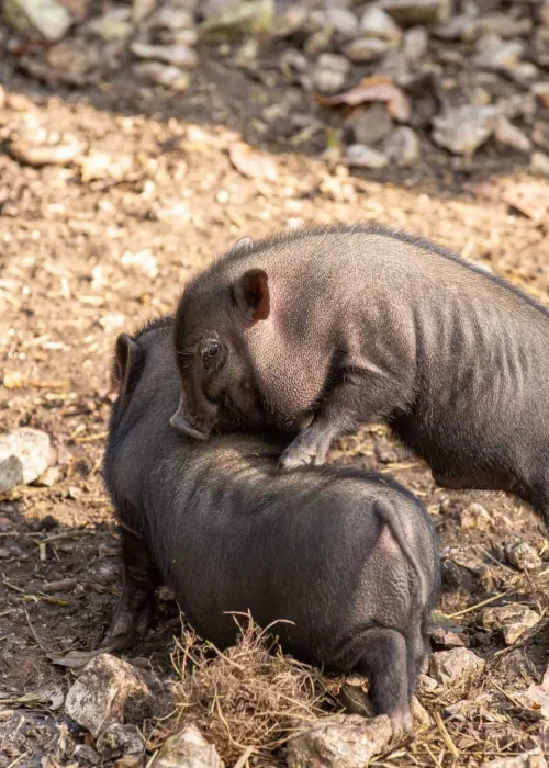 Zwei Ferkel und eines versucht seitlich auf das andere zu klettern.