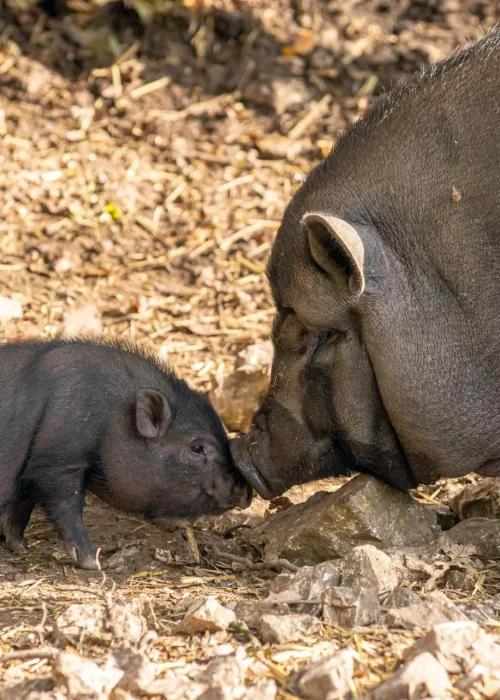 Eine Mutter schnüffelt ihr Ferkel ab