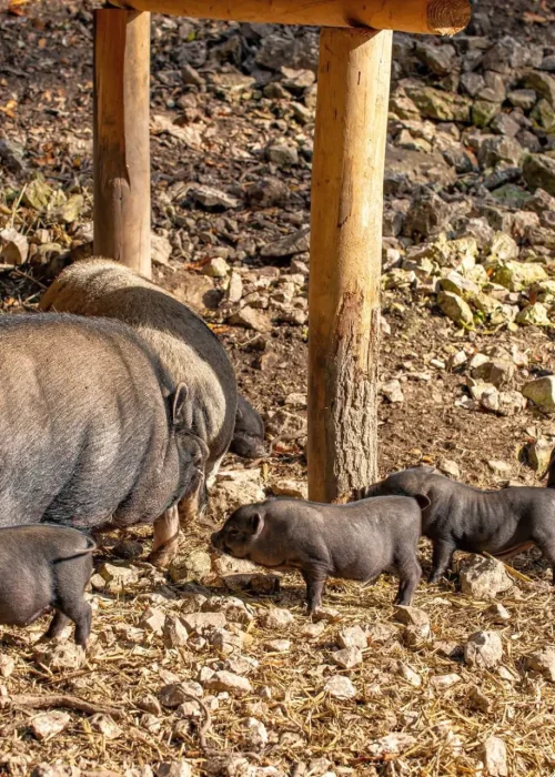 Fünf Ferkeln und zwei erwachsene Hängebauchschweine suchen Schatten unter einem Unterstand
