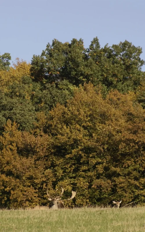 Ausflug in den Wald entlang einer Waldgrenze wo sich ein Hirsch und ein Reh aufhalten.
