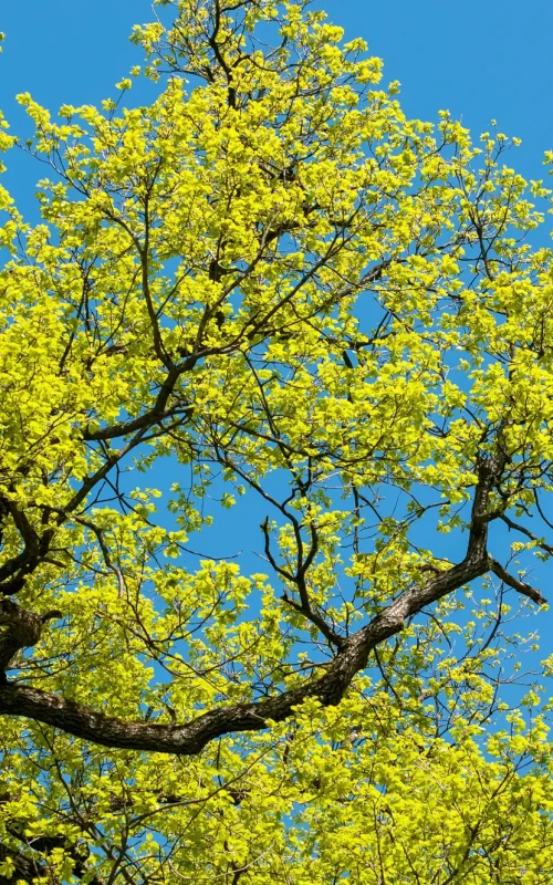 leuchtend grüne Eichenblätter frisch ausgetrieben vor strahlend blauen Himmel.
