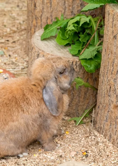 Ein Hase sitzt im Gehege vor einigen Baumstämmen, auf denen ein Haufen Salatblätter liegt
